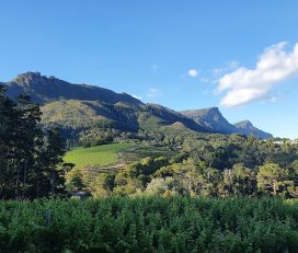 Constantia Mist